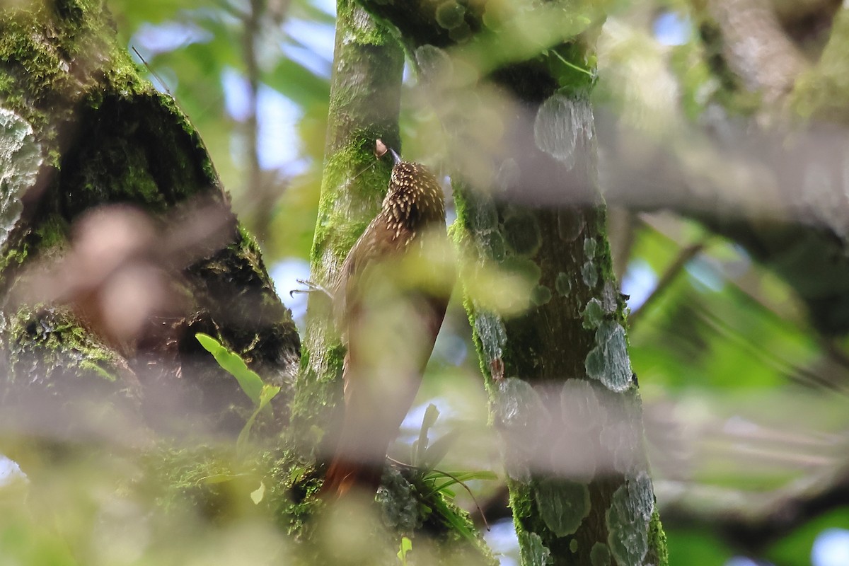 Streak-headed Woodcreeper - ML495480991