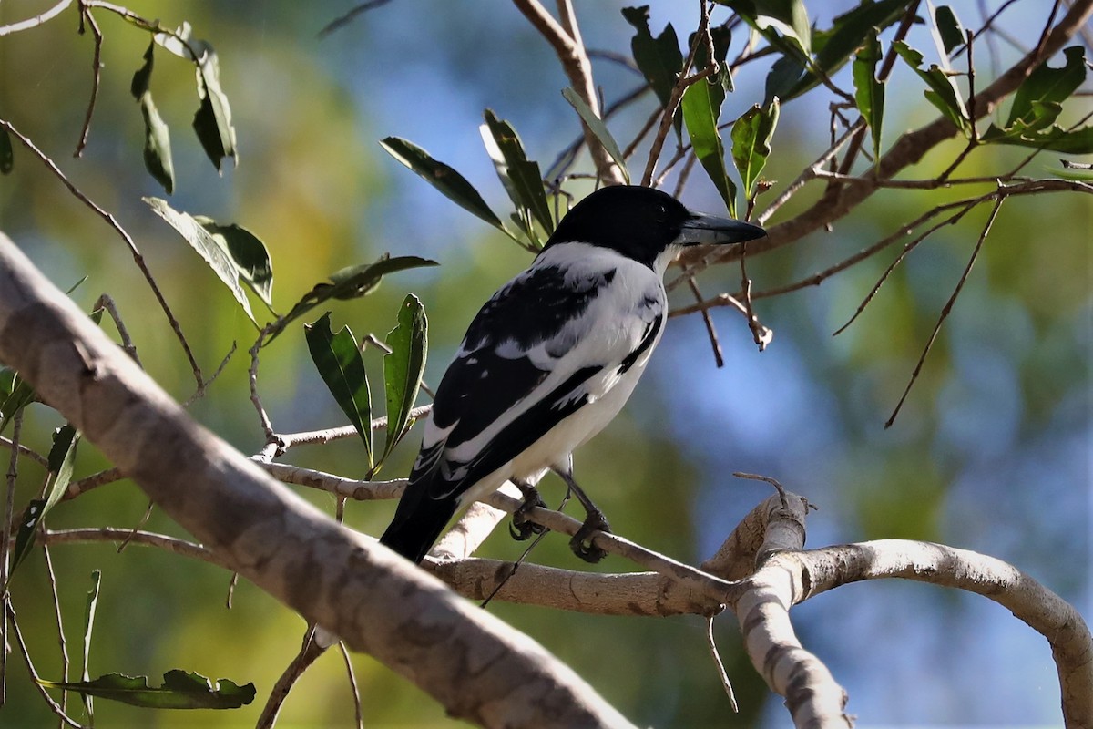 Black-backed Butcherbird - Steven Edwards