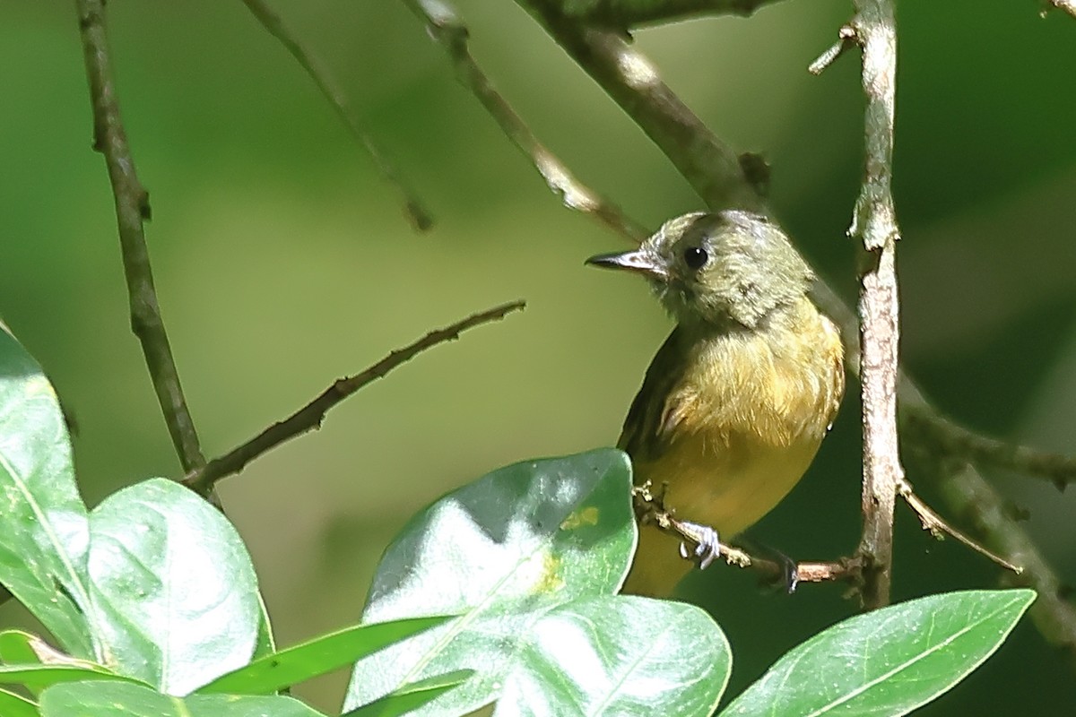 Ochre-bellied Flycatcher - ML495481111