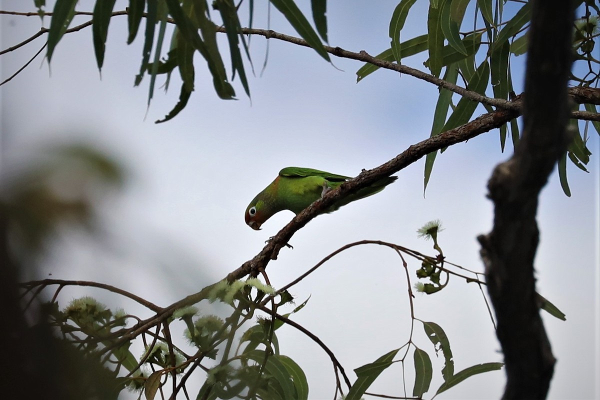 Varied Lorikeet - ML495481231