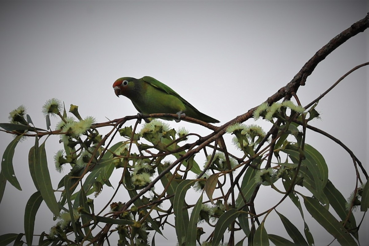 Varied Lorikeet - ML495481251