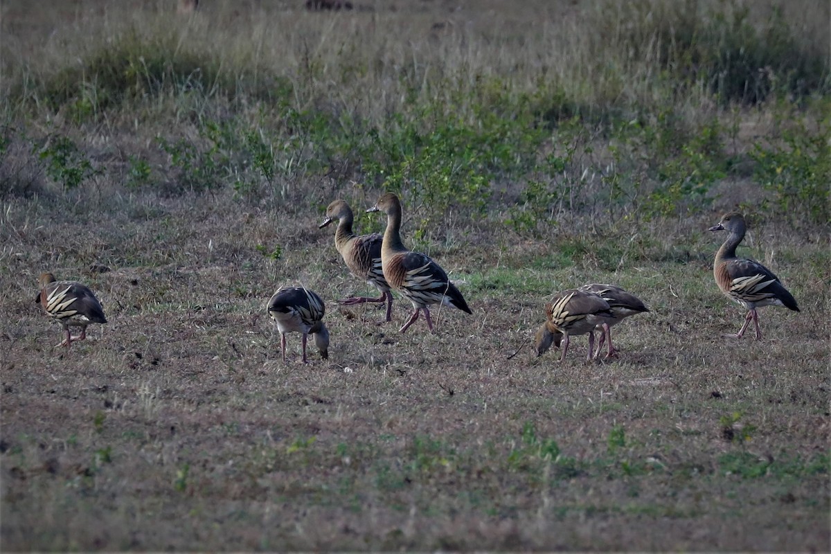 Plumed Whistling-Duck - ML495481741