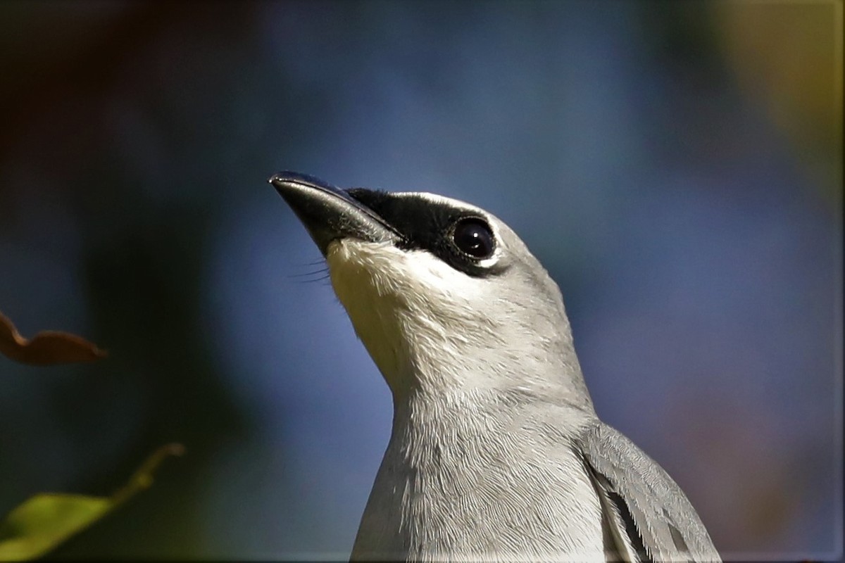 White-bellied Cuckooshrike - ML495481961