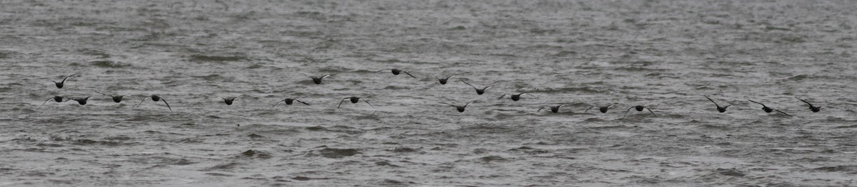 White-winged Scoter - ML495482131