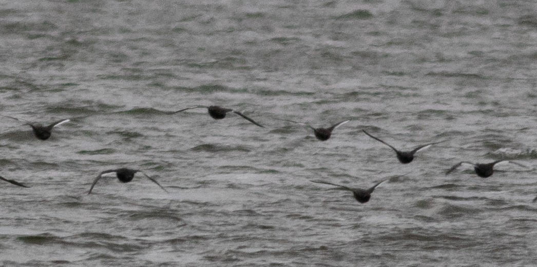 White-winged Scoter - ML495482441