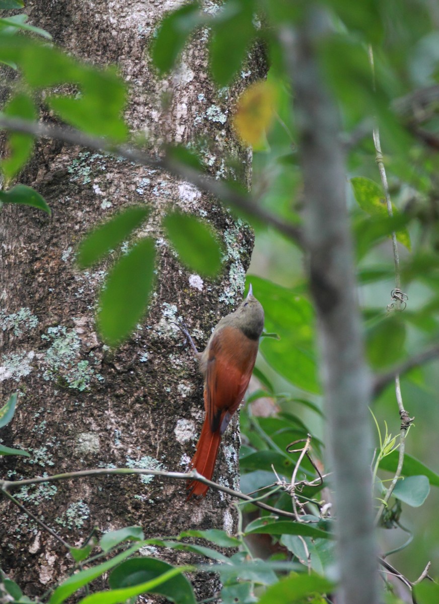 Olivaceous Woodcreeper - ML495482481