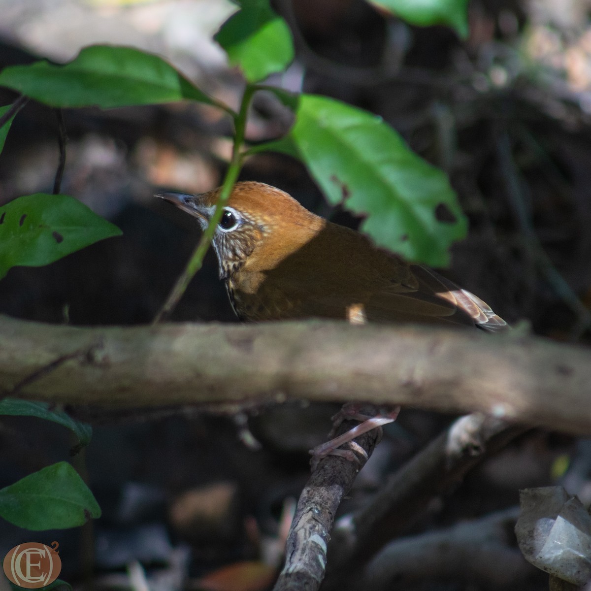 Wood Thrush - ML495482501