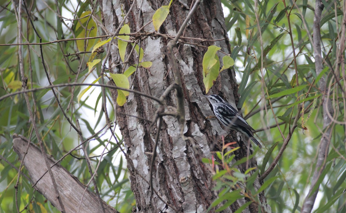 Black-and-white Warbler - ML495483191