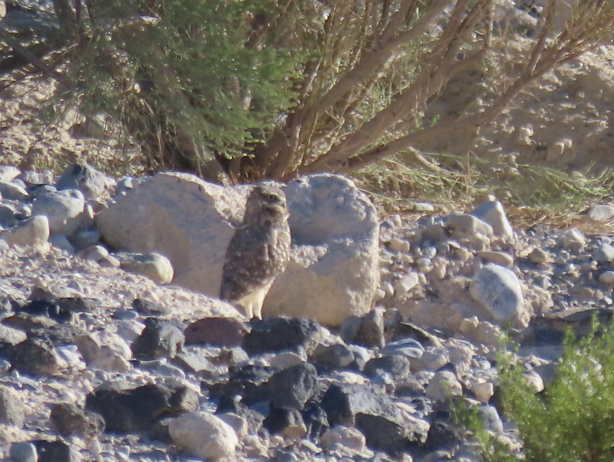 Burrowing Owl - ML495484061