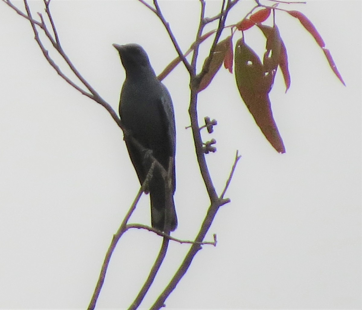 Common Cicadabird - Kathy Wilk