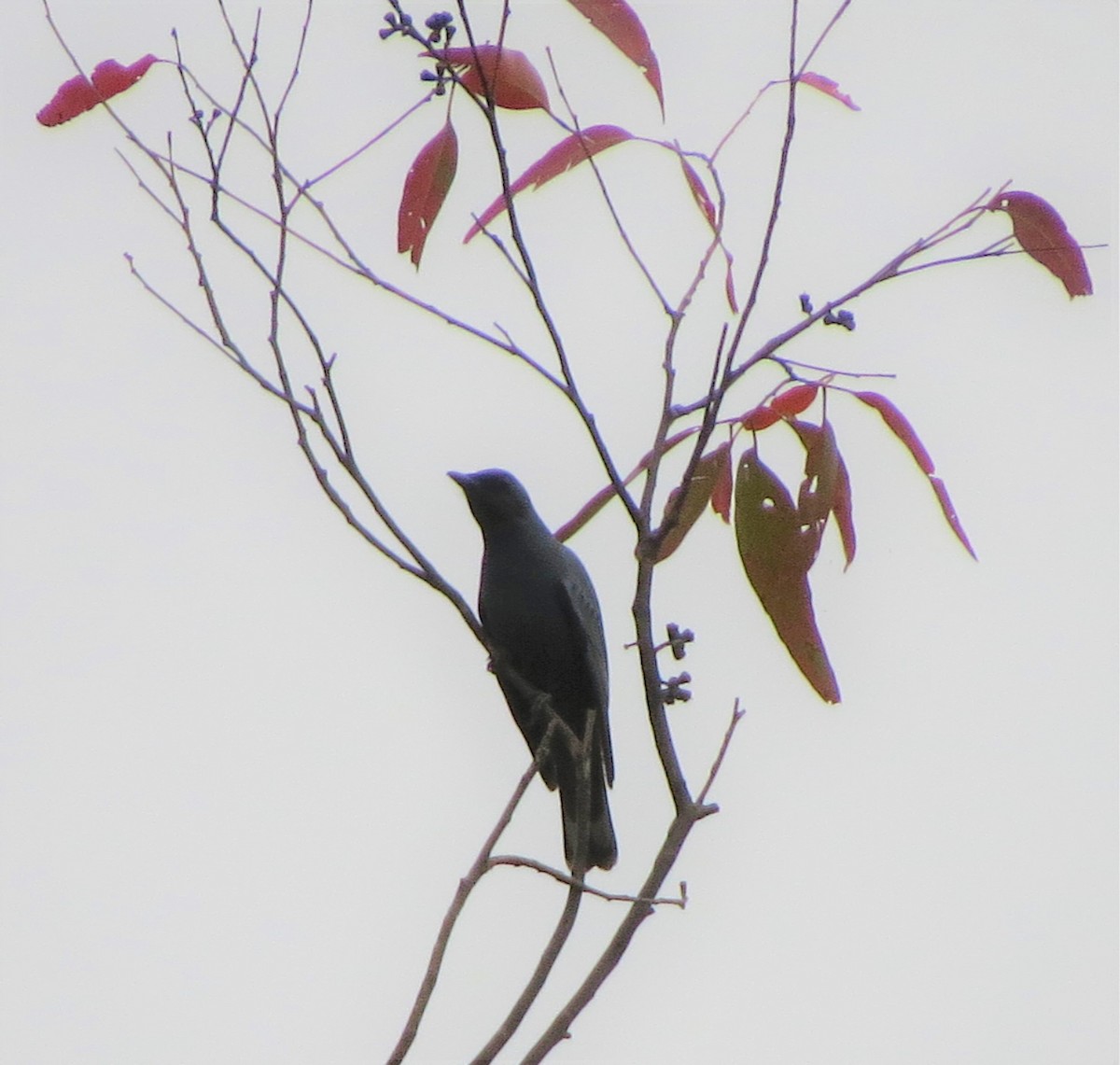 Common Cicadabird - Kathy Wilk