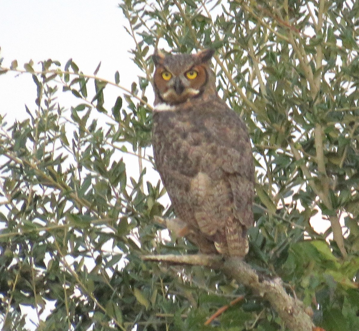 Great Horned Owl - ML495484551