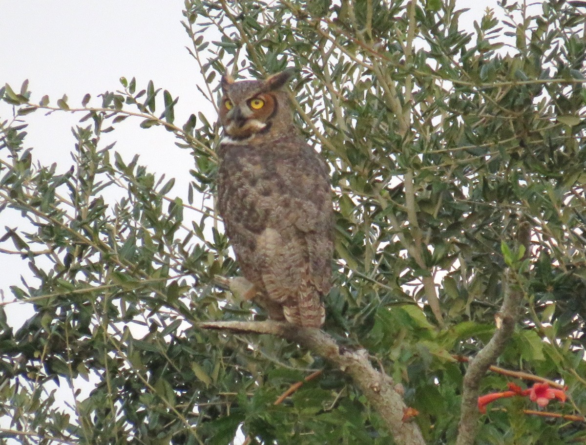 Great Horned Owl - ML495484571