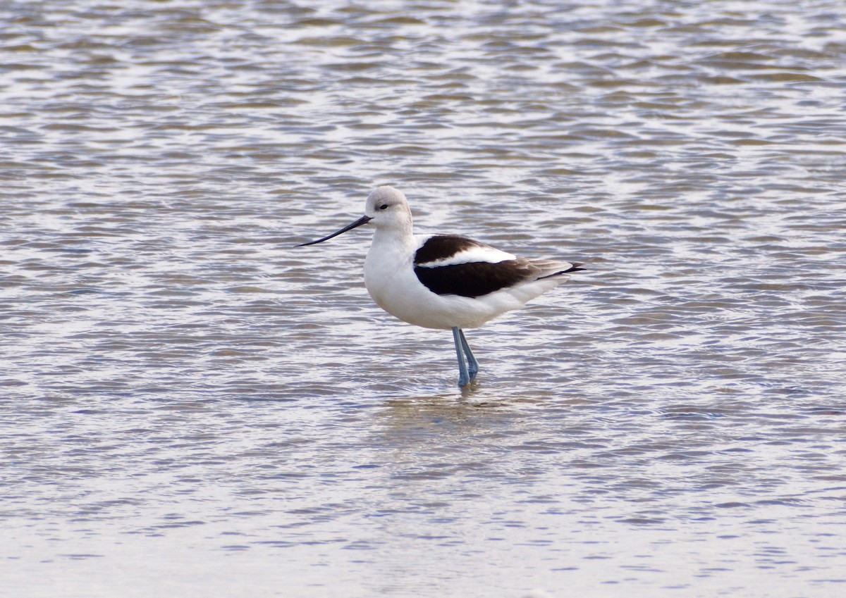 Avocette d'Amérique - ML495486891