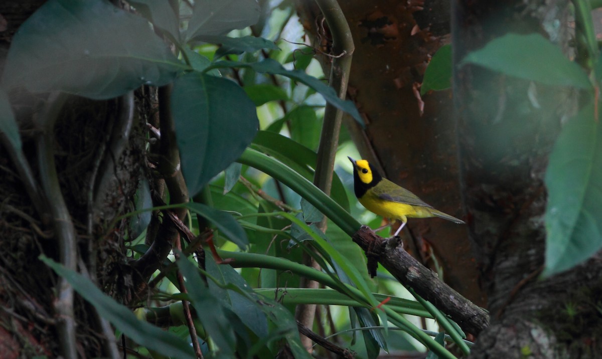 Hooded Warbler - ML495488011