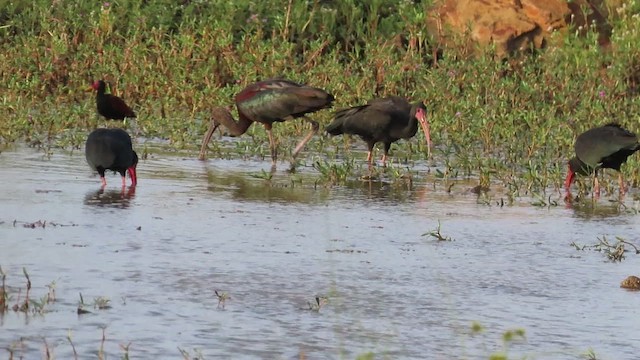 rødmaskeibis - ML495488151