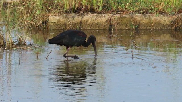 Glossy Ibis - ML495488221