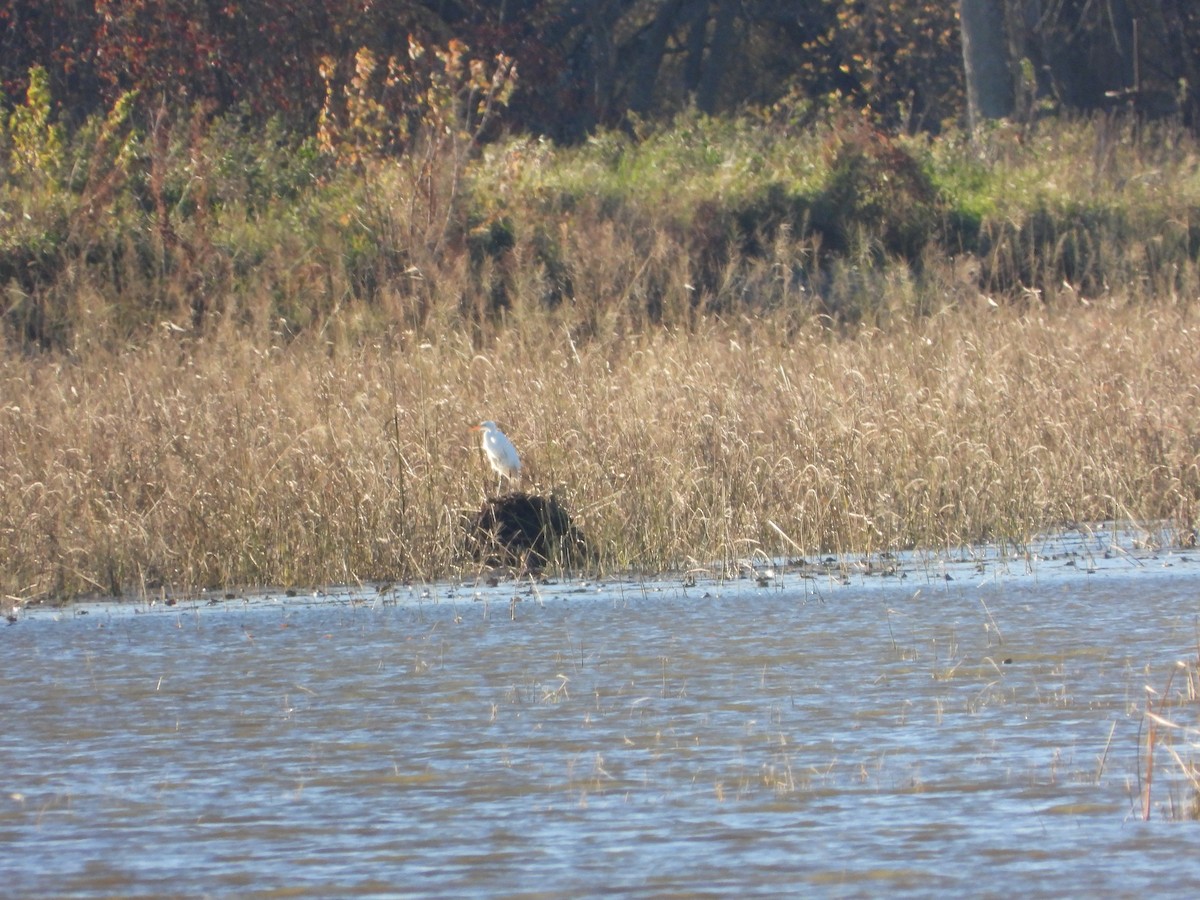 Great Egret - ML495488511