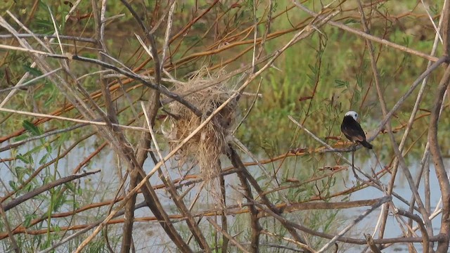 White-headed Marsh Tyrant - ML495488761