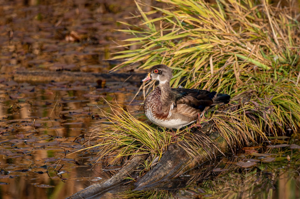 Brautente - ML495489331