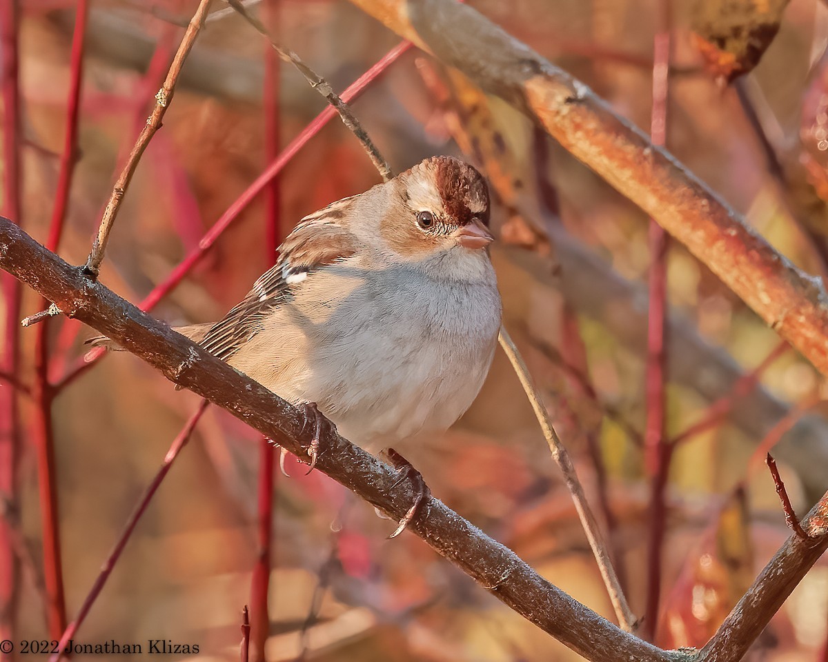 White-crowned Sparrow - ML495489681
