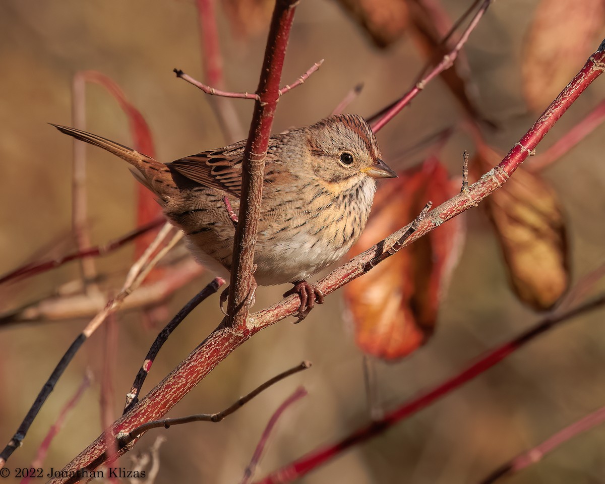 Lincoln's Sparrow - ML495489731