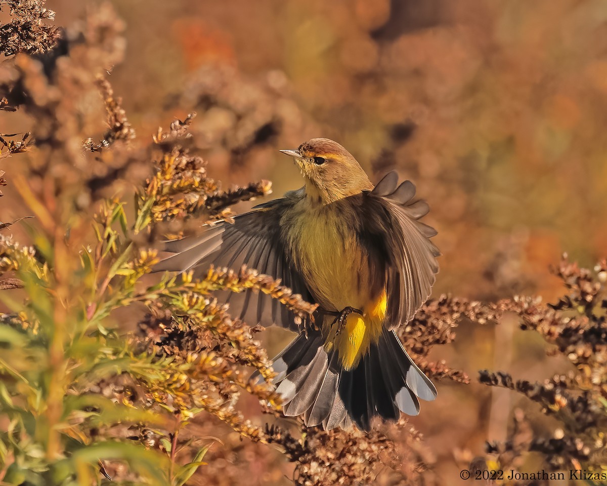 Palm Warbler (Yellow) - ML495489831