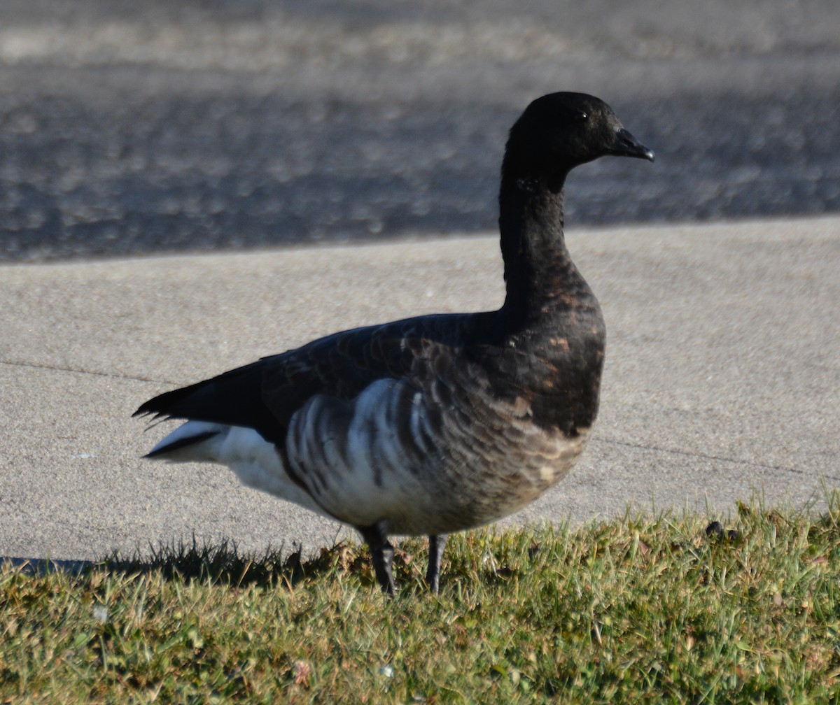 Brant - ML495490181