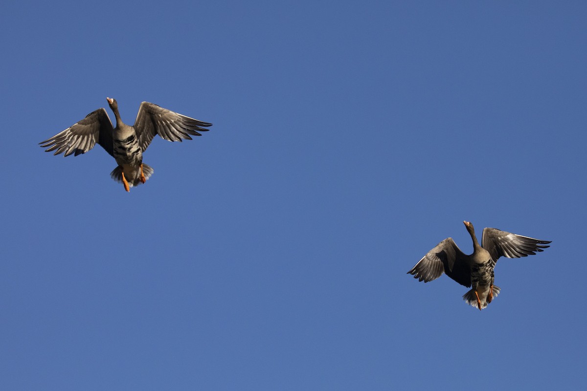 Greater White-fronted Goose - ML495491221