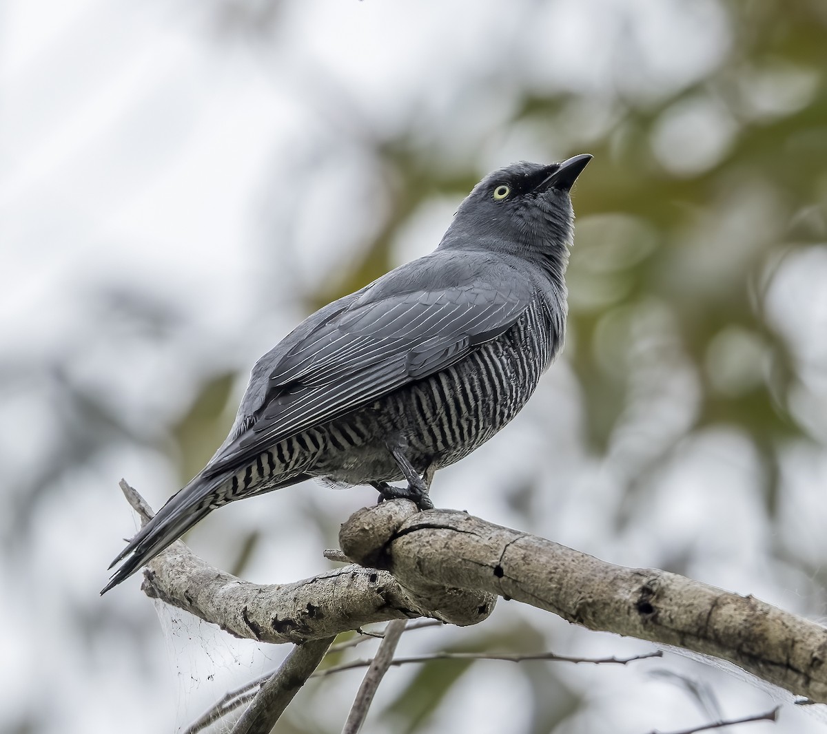 Barred Cuckooshrike - Richard Simmonds