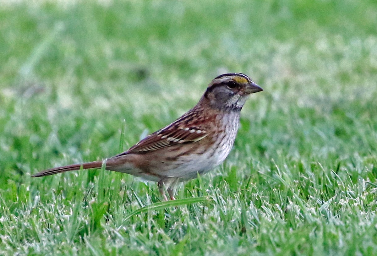 White-throated Sparrow - ML495492001