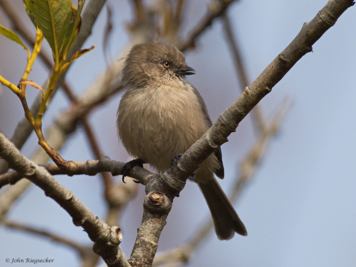 Bushtit - ML495492301