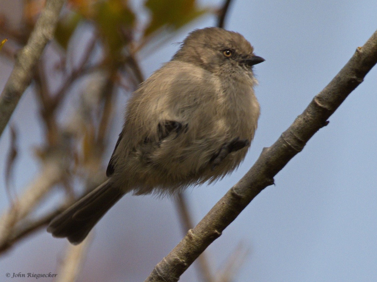 Bushtit - ML495492371