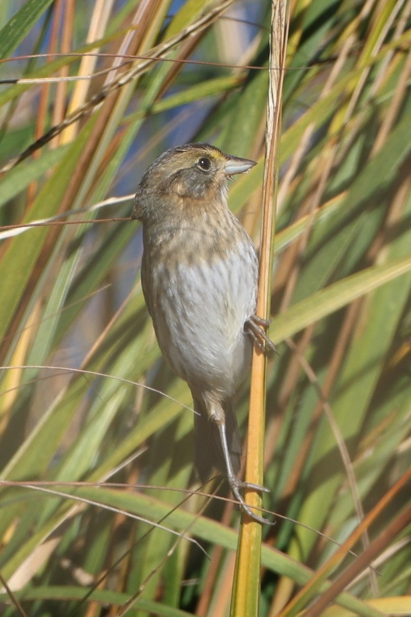 Nelson's Sparrow - ML495493421