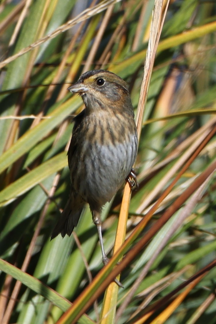 Nelson's Sparrow - ML495493431