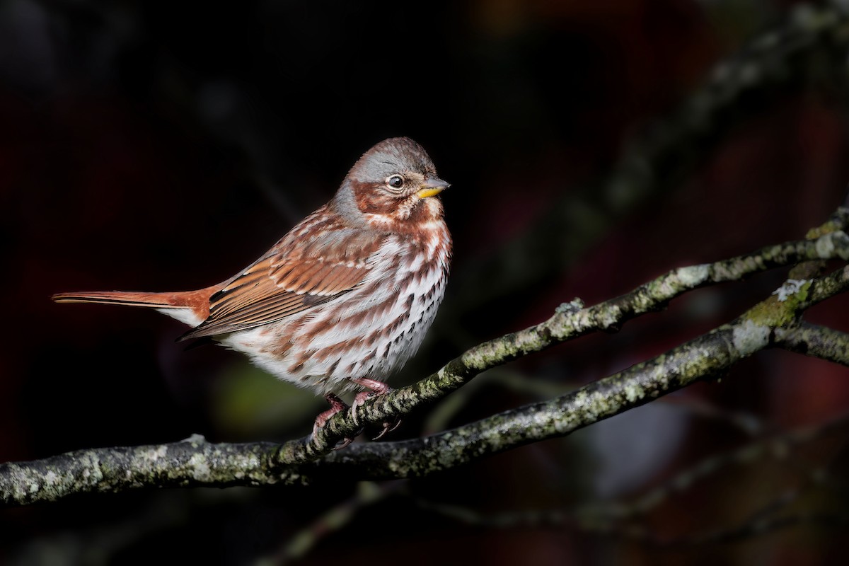 Fox Sparrow - Zane Shantz