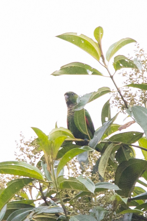 Maroon-tailed Parakeet - ML495495581