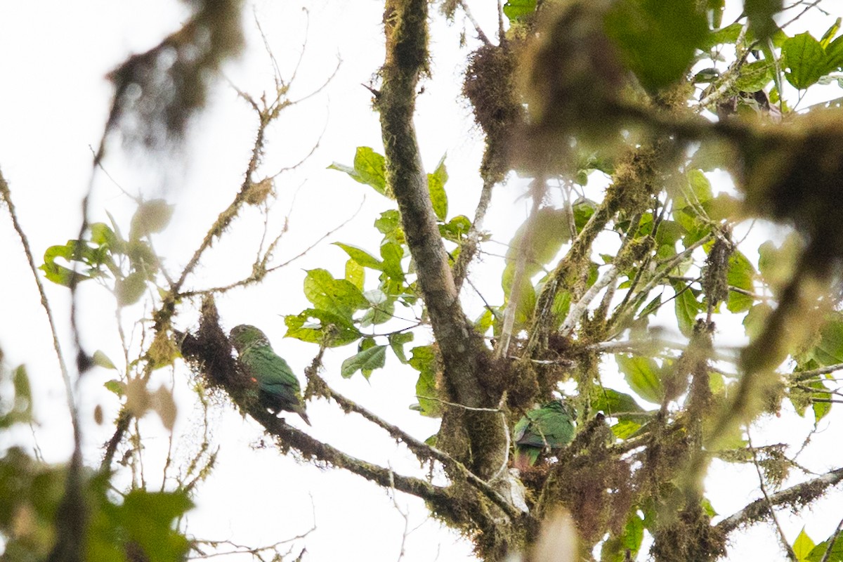 Maroon-tailed Parakeet - ML495495601