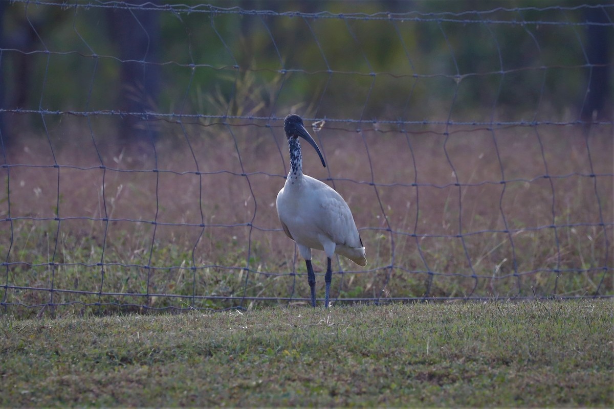 Ibis à cou noir - ML495497391