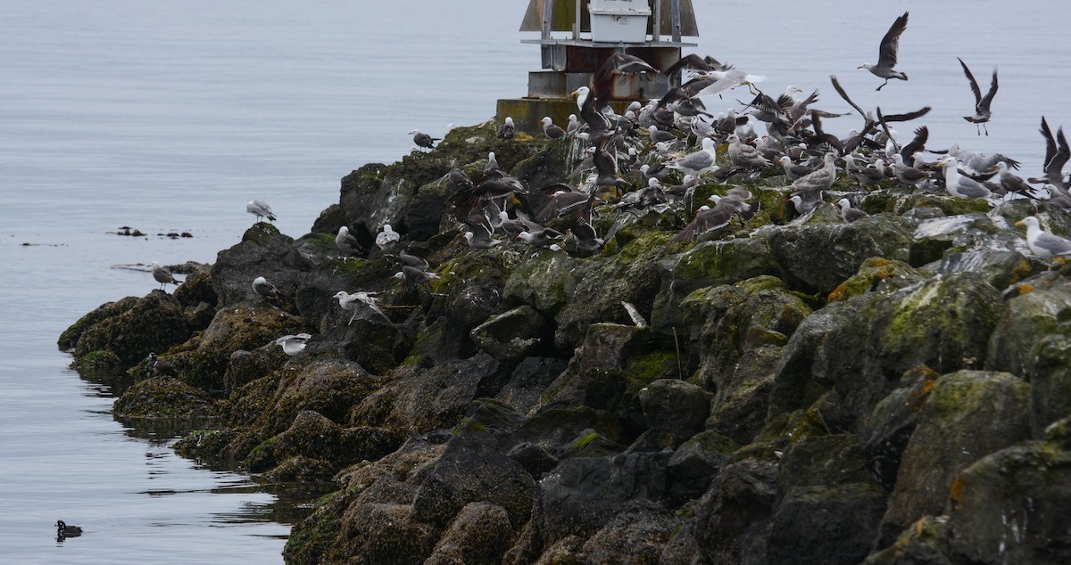 Harlequin Duck - ML49549791