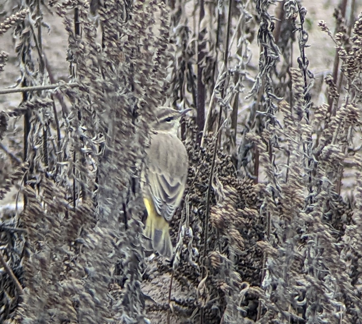 Palm Warbler - ML495498061