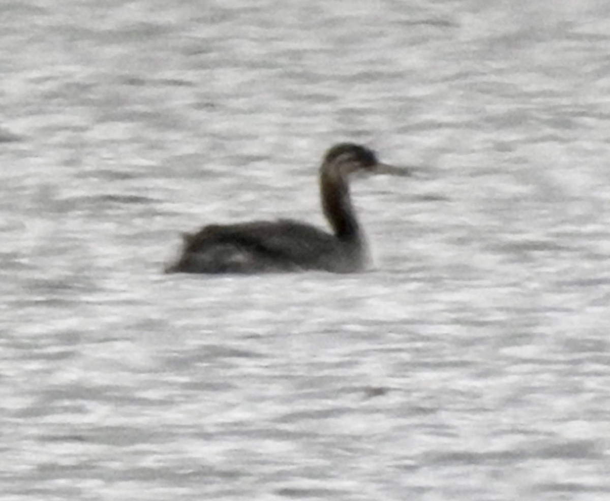 Red-necked Grebe - John Grossa