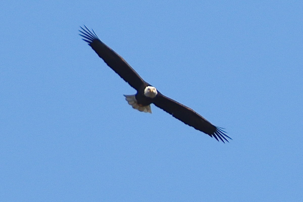 Weißkopf-Seeadler - ML495499801