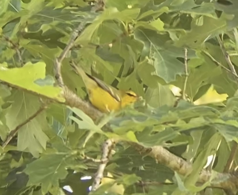 Blue-winged Warbler - Holly Coates