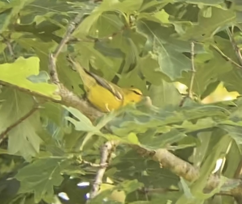 Blue-winged Warbler - Holly Coates