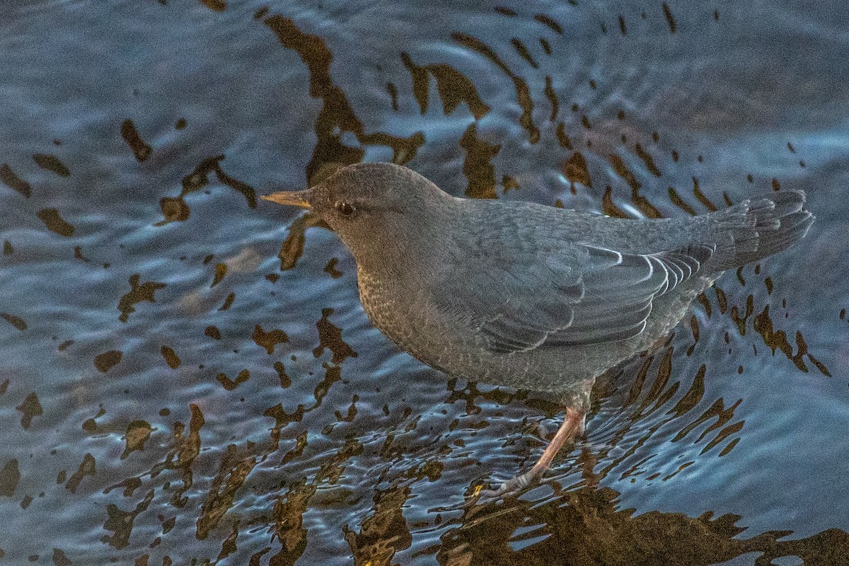 American Dipper - ML495500741