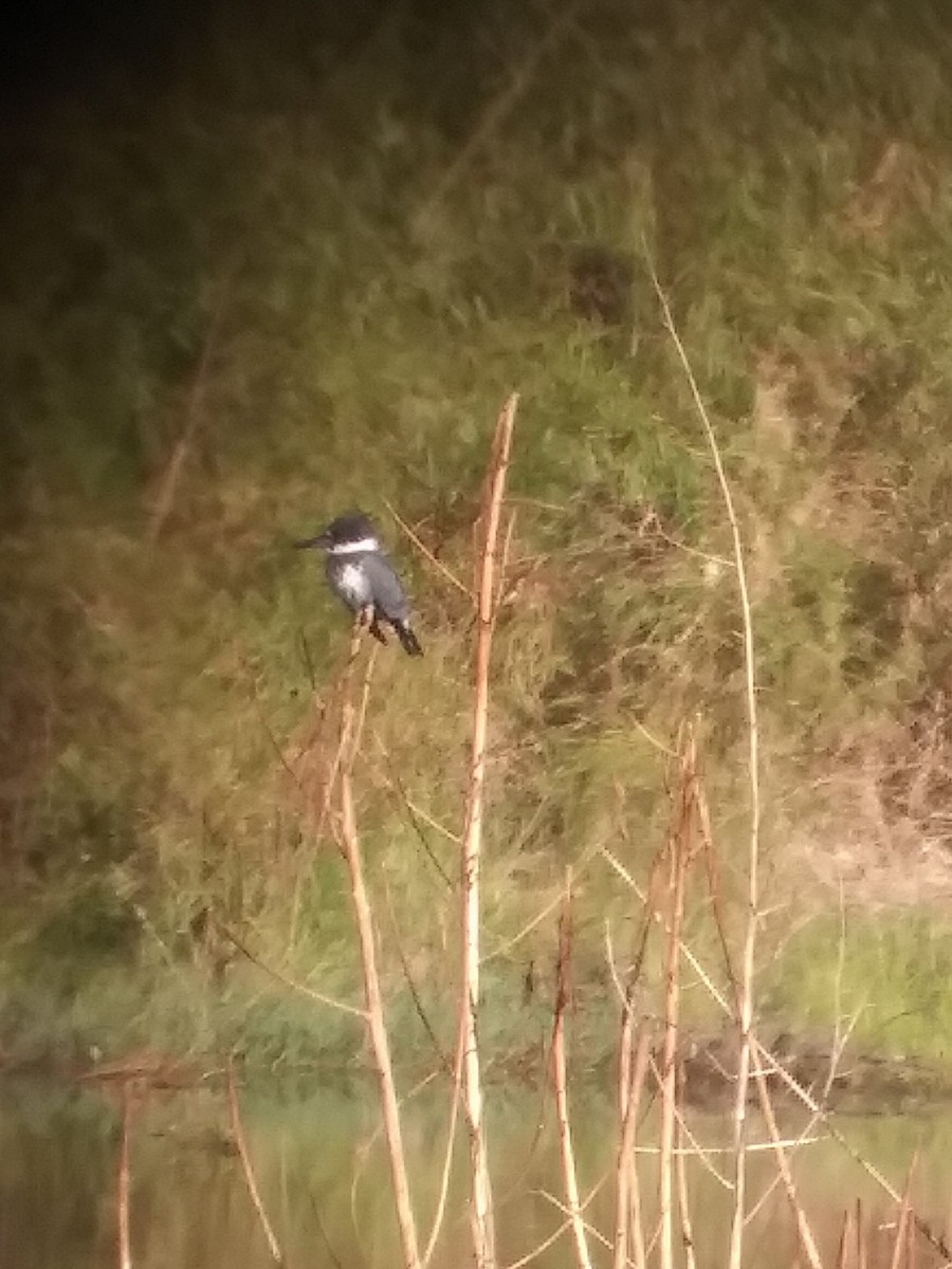 Belted Kingfisher - ML495500901