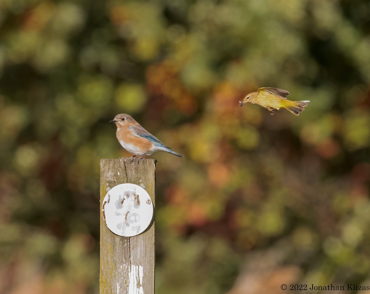 Eastern Bluebird - Jonathan Klizas