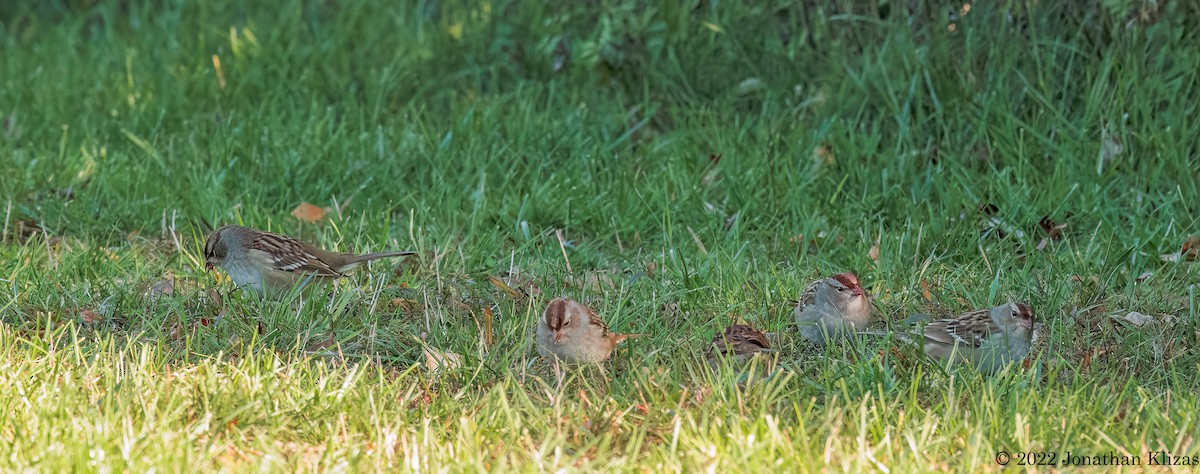 White-crowned Sparrow - ML495501151