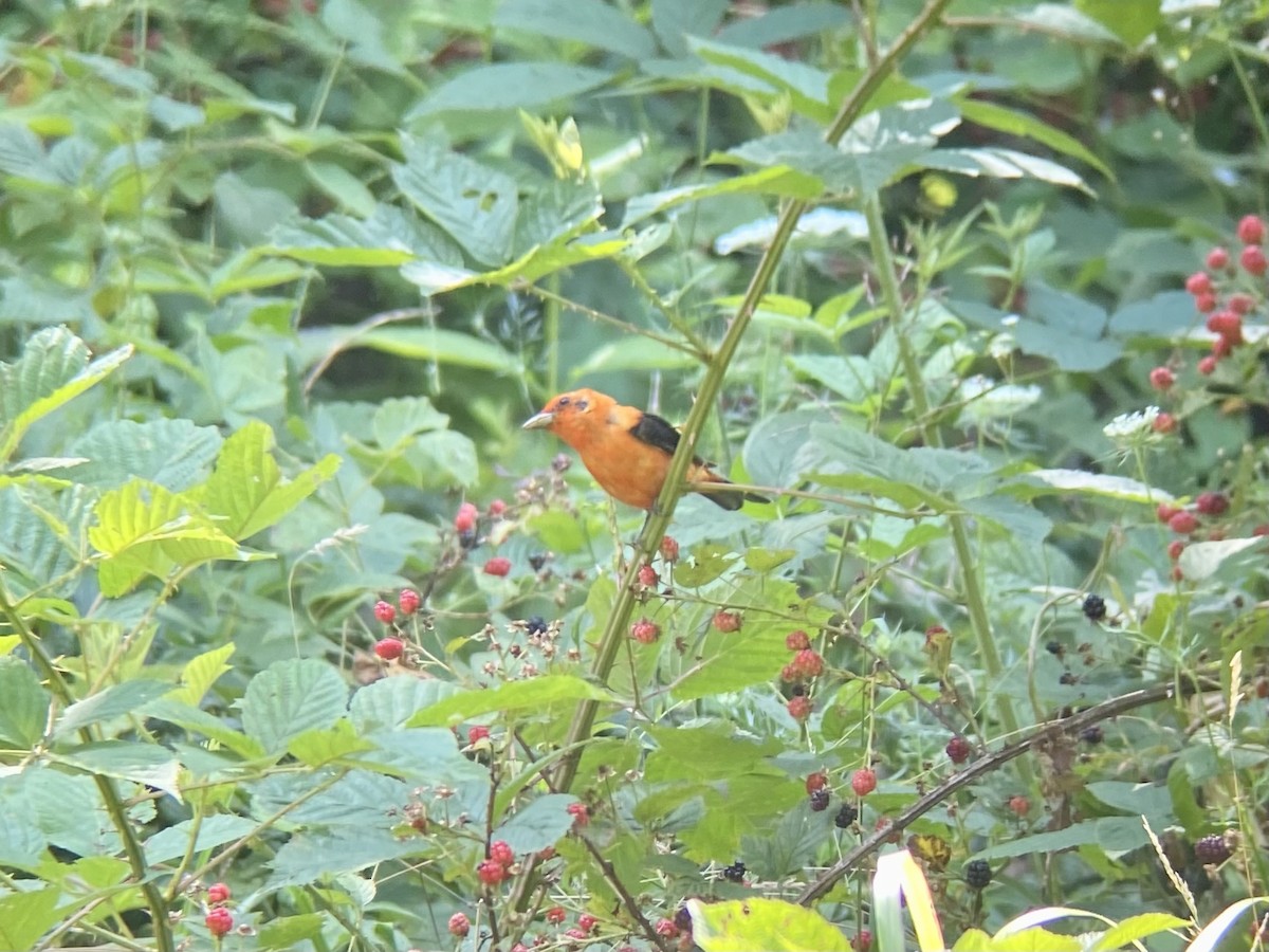 Scarlet Tanager - Holly Coates